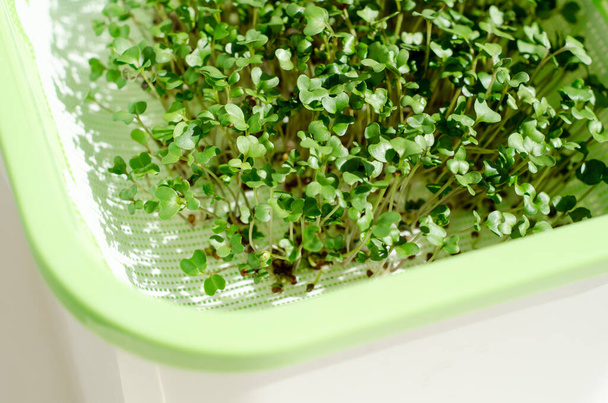 Recipiente de plástico com uma malha, para microverde, brotos jovens de plantas de brócolis em fundo branco close-up
 - Foto, Imagem