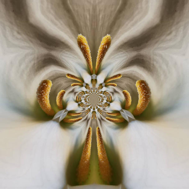 detalle de primer plano macro fotografía de doble lirio de arum blanco transformado en diversos patrones y diseños con efecto vórtice ciclón
 - Foto, Imagen