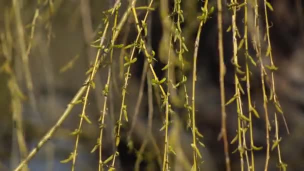 A tavasszal virágzó fűzfa hosszú ágai lágy szellőben izzadnak a napsütésben. - Felvétel, videó