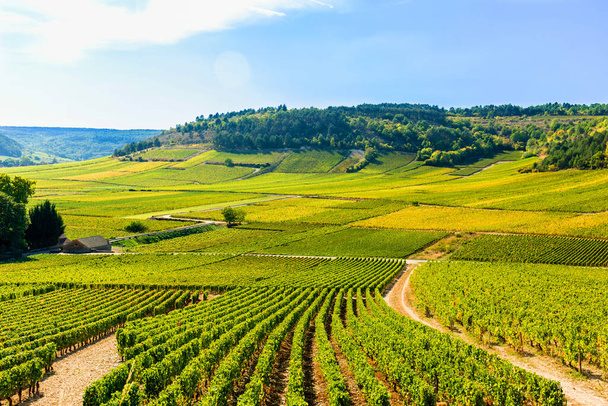 Vista das vinhas, na Borgonha, França
 - Foto, Imagem