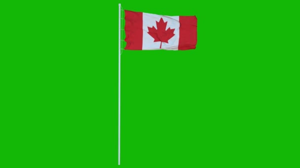 Animated Canada flag waving against green screen chroma background - Footage, Video