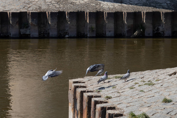 Вид на посадку и стоящих голубей у берега реки. (Coloma livia
) - Фото, изображение