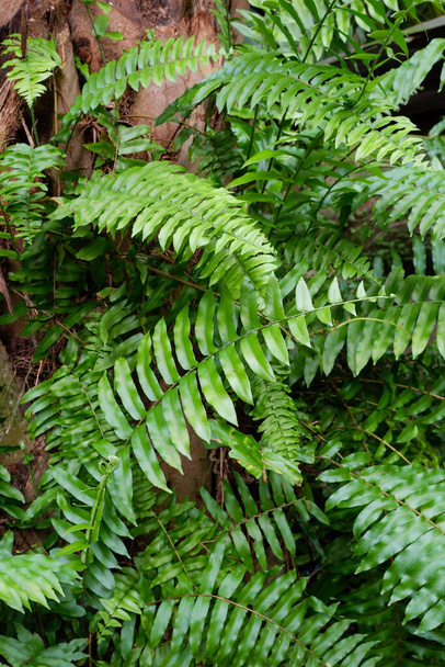 krásné zelené listy kapradí na palmovém oleji - Fotografie, Obrázek