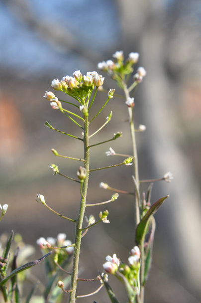 A természetben a mező virágzik Capsella bursa-pastoris - Fotó, kép
