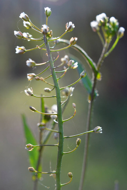 In nature, the field blooms Capsella bursa-pastoris - Photo, Image