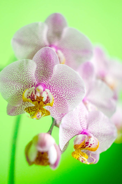 Çiçek açan pembe orkide, orkide, yeşil arkaplanda orkide filizi - Fotoğraf, Görsel