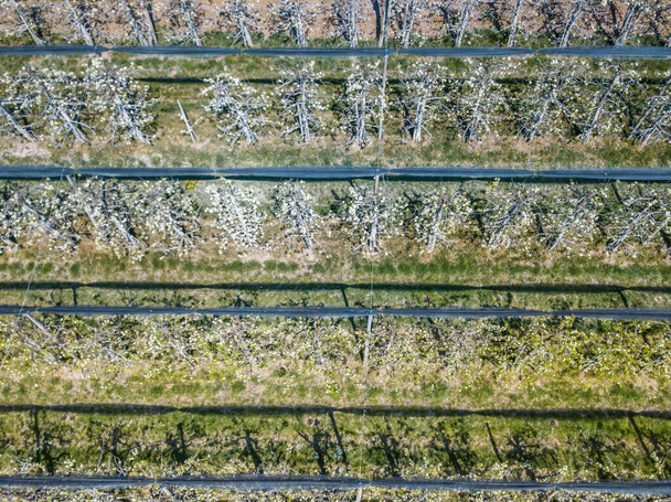 スイスでの作物の行の空中ビュー - 写真・画像
