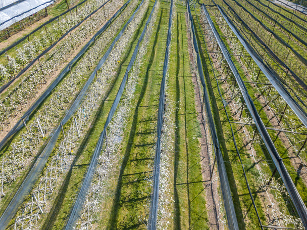 Αεροφωτογραφία των σειρών καλλιεργειών στην Ελβετία - Φωτογραφία, εικόνα