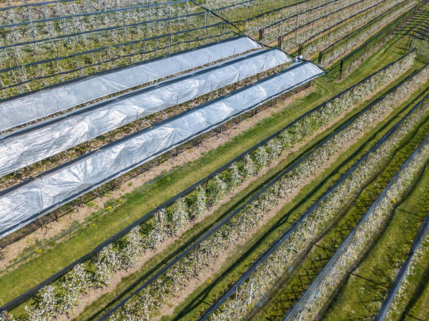 Aerial view of crop rows in Switzerland - Photo, Image