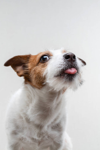 the dog licks lips. Funny jack russell terrier on a light background. Pet at home - Foto, Imagem