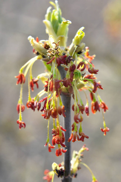 Την άνοιξη, το σφενδάμι (Acer negundo) ανθίζει στη φύση - Φωτογραφία, εικόνα