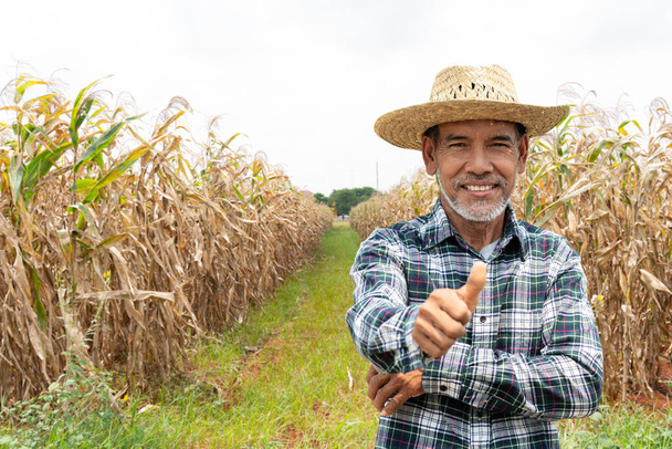 Πορτρέτο ευτυχισμένος ώριμος άντρας χαμογελάει. Ένας ηλικιωμένος αγρότης με άσπρα γένια, με αυτοπεποίθηση. Ηλικιωμένος ασιάτης στέκεται σε ένα πουκάμισο και κοιτάζοντας κάμερα στο χωράφι καλαμποκιού στην ηλιόλουστη μέρα. - Φωτογραφία, εικόνα