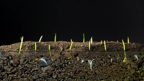 Macro Time lapse video van een boon zaden groeien uit de grond in de bodem, ondergronds en bovengronds uitzicht met transparante achtergrond met alfa - Video