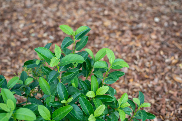 Sweet viburnum planted in the south, bright green over mulched bed - Fotoğraf, Görsel