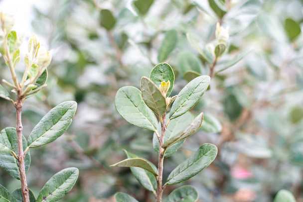 Closeup of feijoa tree shrub. Acca sellowiana or pineapple guava background - Фото, изображение