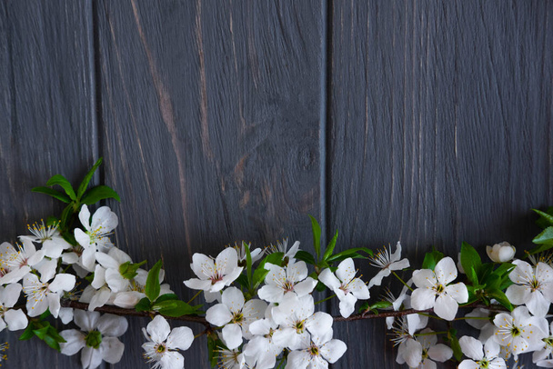 Flores de damasco brancas em um fundo de madeira cinza de baixo. Fundo de primavera com ramos de um damasco florescente. Vista de cima
 - Foto, Imagem