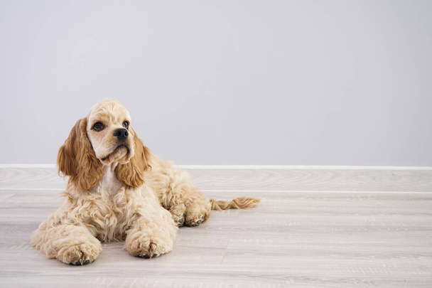 Dog. American Cocker Spaniel puppy on a gray background with space for text - Fotografie, Obrázek