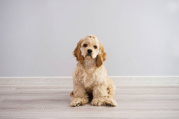 Собака. Американский щенок кокер-спаниель сидит на сером фоне
. - Фото, изображение