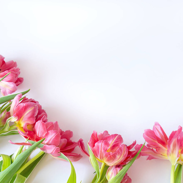 Κάτοψη σε ροζ τουλίπες λουλούδια που βρίσκονται σε λευκό φόντο. Η έννοια του επίπεδου lay, αργία, δώρο, κάρτα, Παγκόσμια Ημέρα της Γυναίκας, 8 Μαρτίου - Φωτογραφία, εικόνα