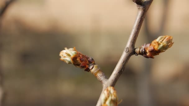 Blooming Tree Buds Sunset - Footage, Video