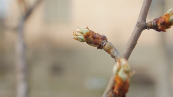Blooming Buds Branch Spring - Filmagem, Vídeo