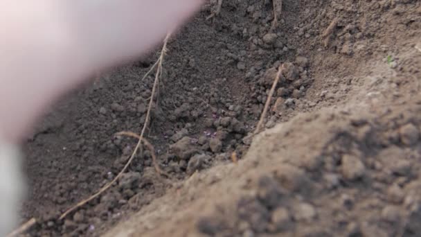 Mão semeia sementes coloridas
 - Filmagem, Vídeo