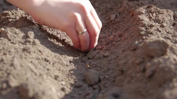 Hände pflanzten eine Zwiebel - Filmmaterial, Video