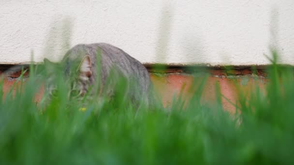 Tom macska sétál át a zöld gyepen a kamerába, és megszagolja.. - Felvétel, videó