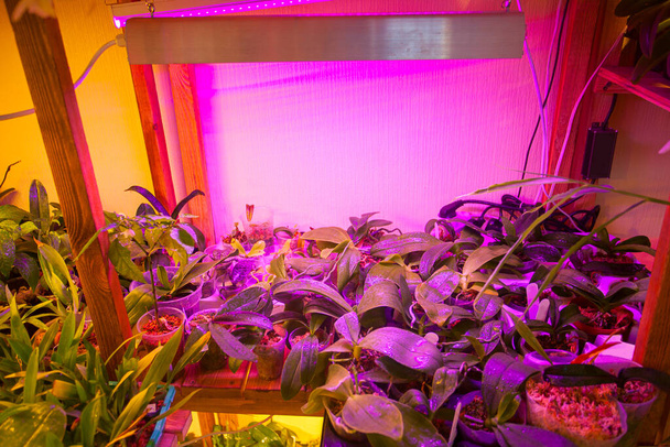 Een bedrijf met tropische planten en fotolampen zonder mensen - Foto, afbeelding