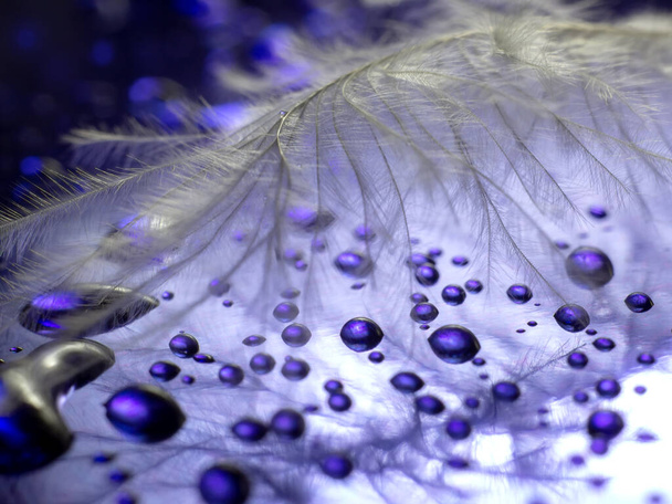 Крупный план. Перо на цветном фиолетовом фоне с капельками воды, с отражением и размытым. Макро фото
 - Фото, изображение