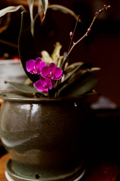 Розовые цветы орхидеи в зеленый керамический горшок в солнечном свете у окна. Орхидеи. Фаленопсис
 - Фото, изображение