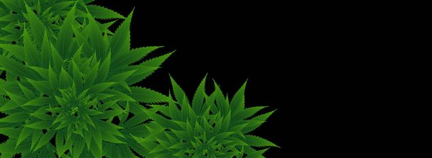 Marihuana o cannabis en el fondo. Diseño de ilustración vectorial
. - Vector, imagen