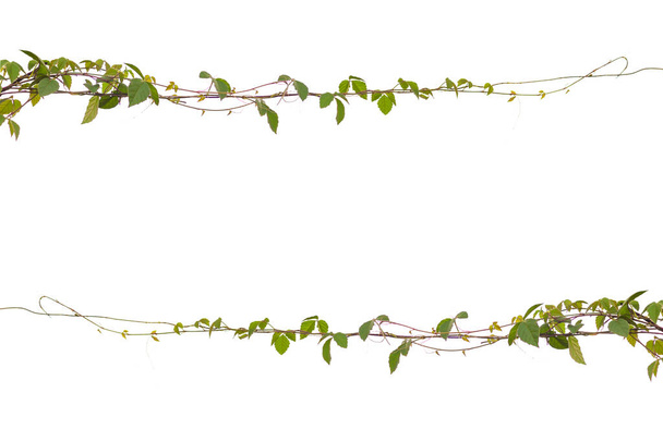  vine on wire background white - Fotografie, Obrázek
