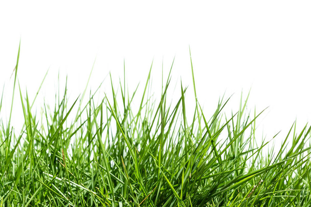 Gras isoliert auf weißem Hintergrund - Foto, Bild