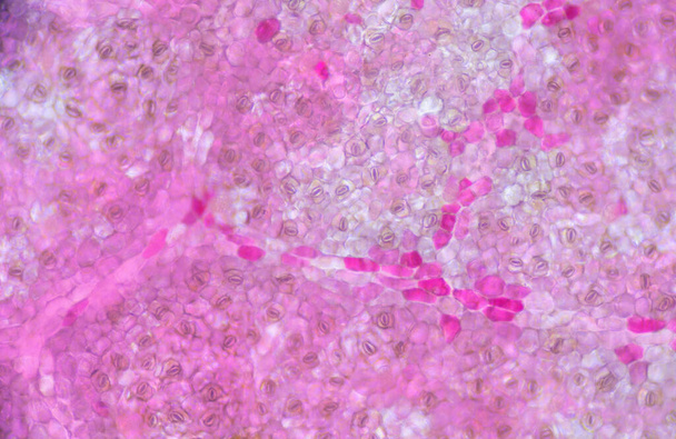 Texture floue des cellules végétales trouvées au microscope 10X
. - Photo, image