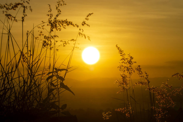силует квіткової трави влітку з фоном заходу сонця
 - Фото, зображення