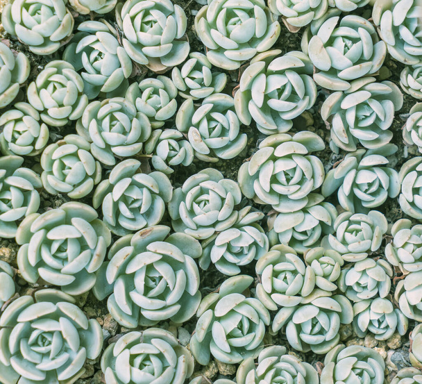 Mehukkaiden suorakaiteen tai neliön muotoiset; kaktusmehut istutuskoneessa - Valokuva, kuva