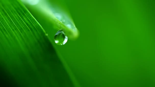 葉の上に水滴。葉に雨が降ります。マクロスローモーション赤色のカメラ映像。液滴が落ちる。背景に新緑の自然. - 映像、動画
