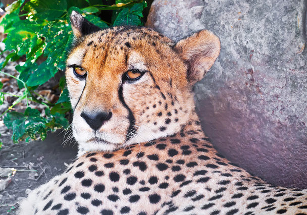 Cheetah - Foto, immagini