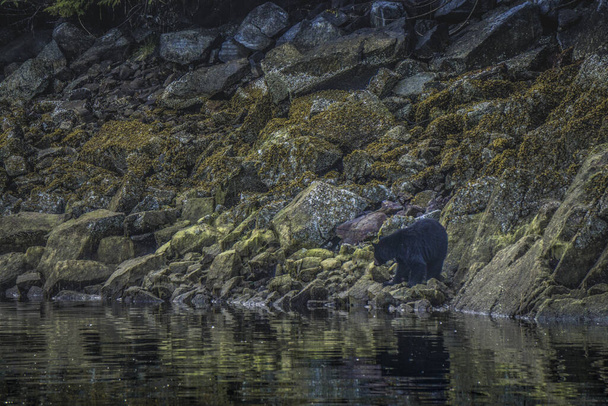 Najbardziej niesamowite wybrzeże do oglądania czarnych niedźwiedzi w pobliżu Tofino w Kanadzie. Niedźwiedzie szukające pożywienia podczas odpływu. - Zdjęcie, obraz