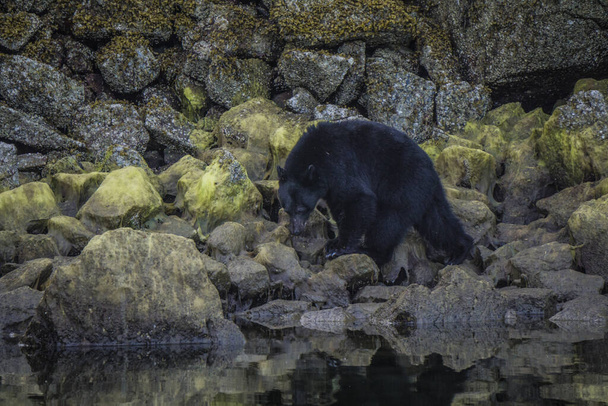 O litoral mais incrível para ver ursos negros perto Tofino no Canadá. Ursos à procura de comida durante a maré baixa
. - Foto, Imagem