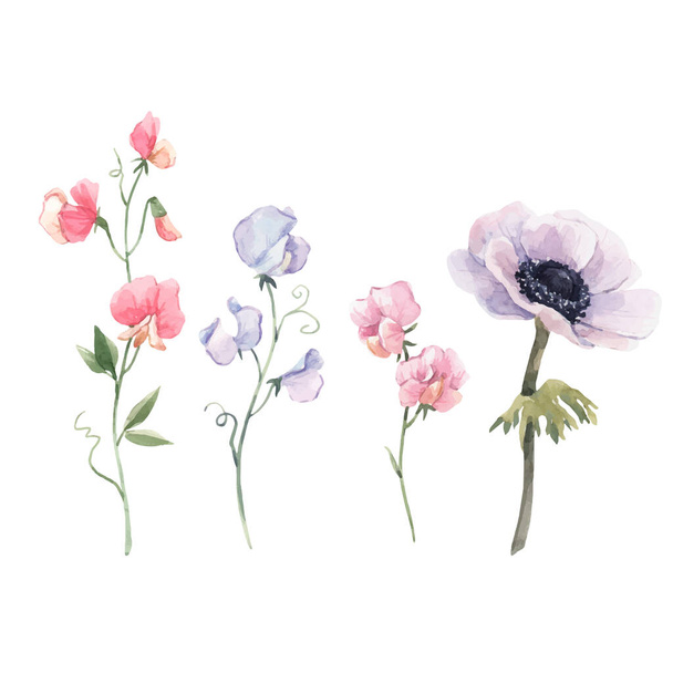 Beautiful vector watercolor floral set with anemone and sweet pea flowers. Stock illustration. - ベクター画像