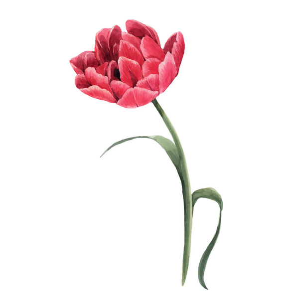 赤いチューリップの花と美しいベクトル水彩花画像。ストックイラスト. - ベクター画像