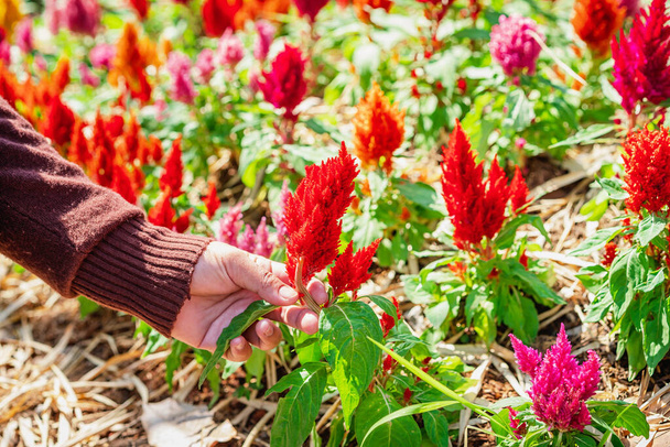 Blisko kobiety ręce podnosząc świeże czerwone kwiaty cockscomb kwitną w ogrodzie. - Zdjęcie, obraz