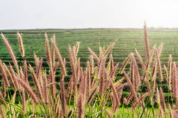 Close up of beautiful fountain grass flowrs field in the morning sunrise isolate with blurry  Green Tea plantations background. - Photo, Image