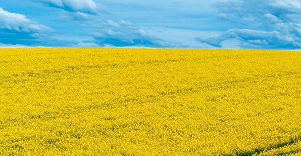 Keltainen rypsiöljykasvi, jota viljellään terveellisenä ruokaöljynä tai muunnetaan biodieseliksi vaihtoehtona fossiilisille polttoaineille
. - Valokuva, kuva