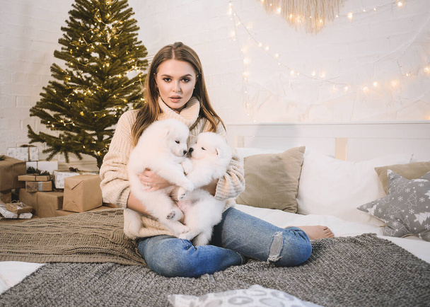 a beautiful young girl is at home playing with small white fluffy Samoyed husky puppies. It is located in the kitchen, on the bed and near the Christmas tree. Everything is decorated for Christmas. The girl laughs by the dogs! soon new year - Valokuva, kuva