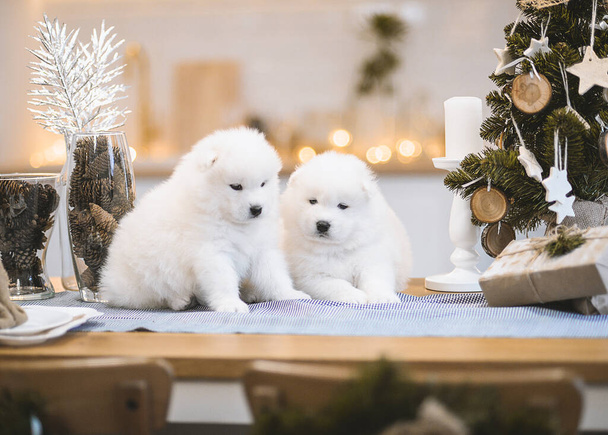 a beautiful young girl is at home playing with small white fluffy Samoyed husky puppies. It is located in the kitchen, on the bed and near the Christmas tree. Everything is decorated for Christmas. The girl laughs by the dogs! soon new year - 写真・画像