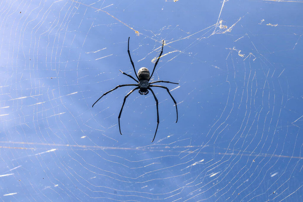 Κοντινό πλάνο της μεγάλης αράχνης στο δίχτυ αράχνης στο νησί Μπαλί. Στο φόντο ενός γαλάζιου ουρανού φωτισμένου από τις ακτίνες του ήλιου. Μεγάλη πολύχρωμη αράχνη από τη Νοτιοανατολική Ασία. Ανατριχιαστικό φυσικό υπόβαθρο. - Φωτογραφία, εικόνα