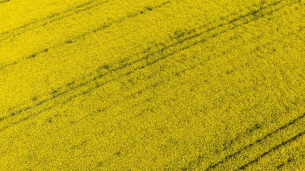 Yellow crop of canola oil tree grown as a healthy cooking oil or conversion to biodiesel as an alternative to fossil fuels. - Photo, Image